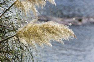 pampas grass 78088 1920 300x200 - Trawy ozdobne warte uwagi