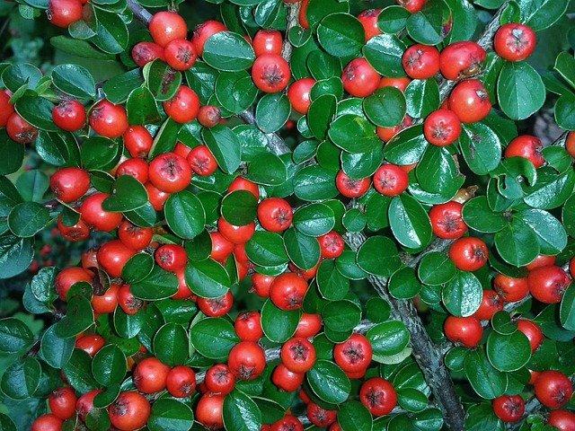 cotoneaster 438353 640 - Top 5 roślin do ogrodu z małymi wymaganiami