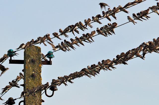 swallows 2637187 640 - Jaskółki to plaga!