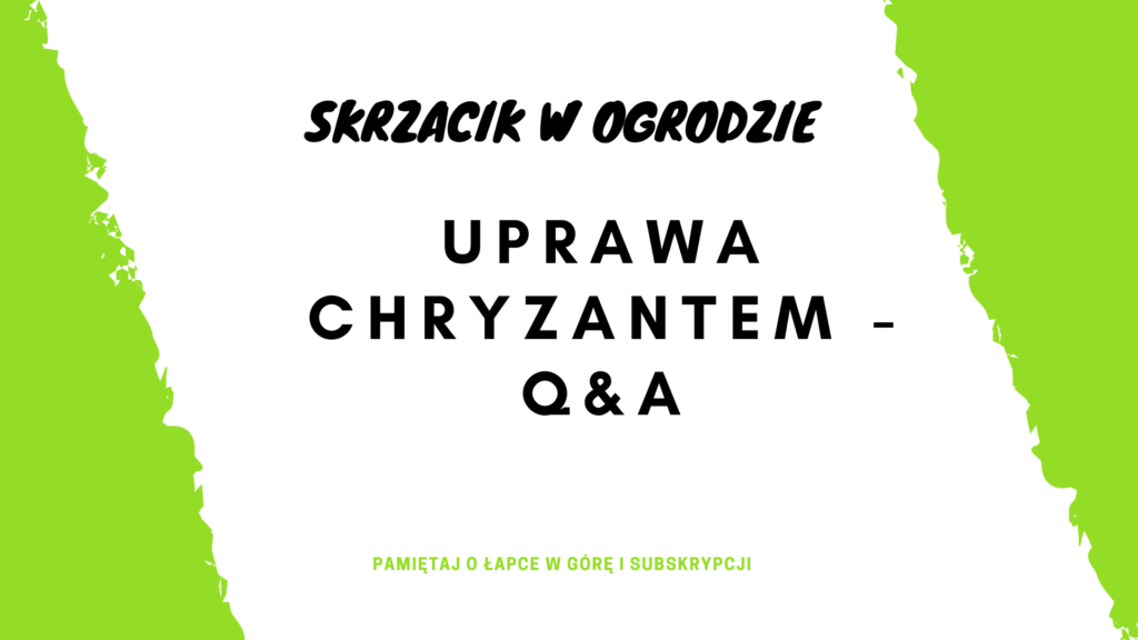 Skrzacik w ogrodzie 5 1024x576 - Uprawa chryzantem - Q&A