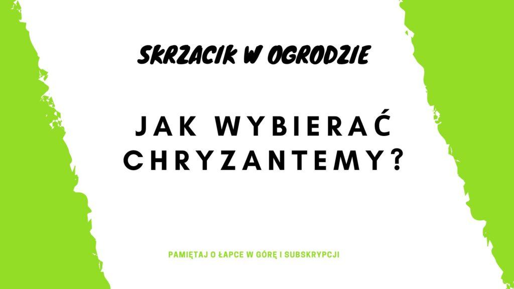 Skrzacik w ogrodzie 1024x576 - Jak wybrać chryzantemy do uprawy na 1 listopada? Krótki poradnik