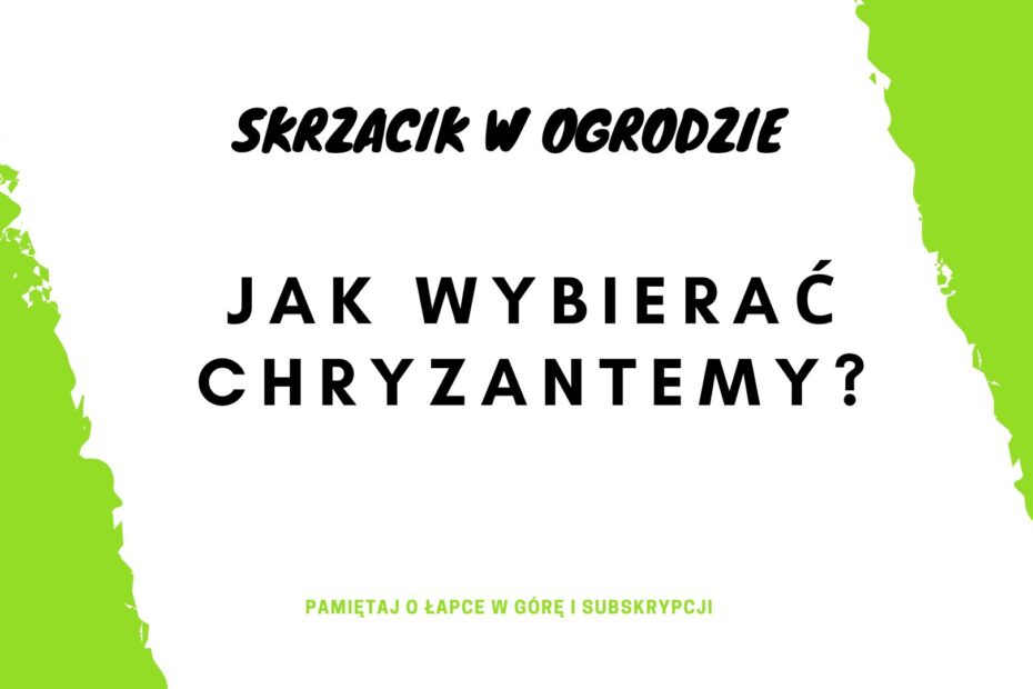 Skrzacik w ogrodzie 930x620 - Jak wybrać chryzantemy do uprawy na 1 listopada? Krótki poradnik